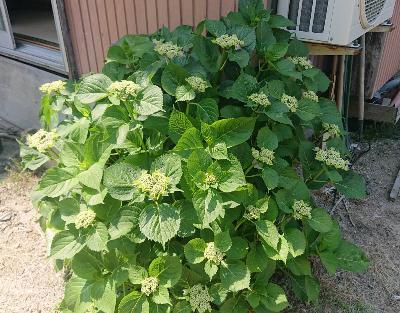 紫陽花