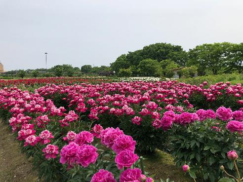 しゃくやくが咲いている写真