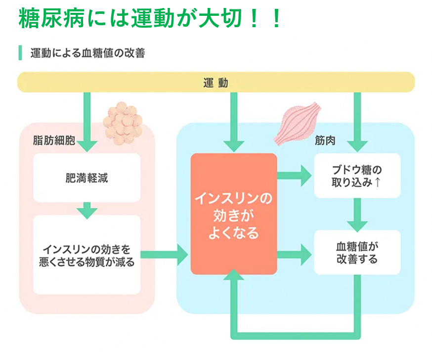 血糖 運動 関係