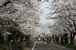 村松公園の写真