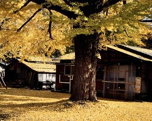 黄金の里（蛭野）のイチョウの写真