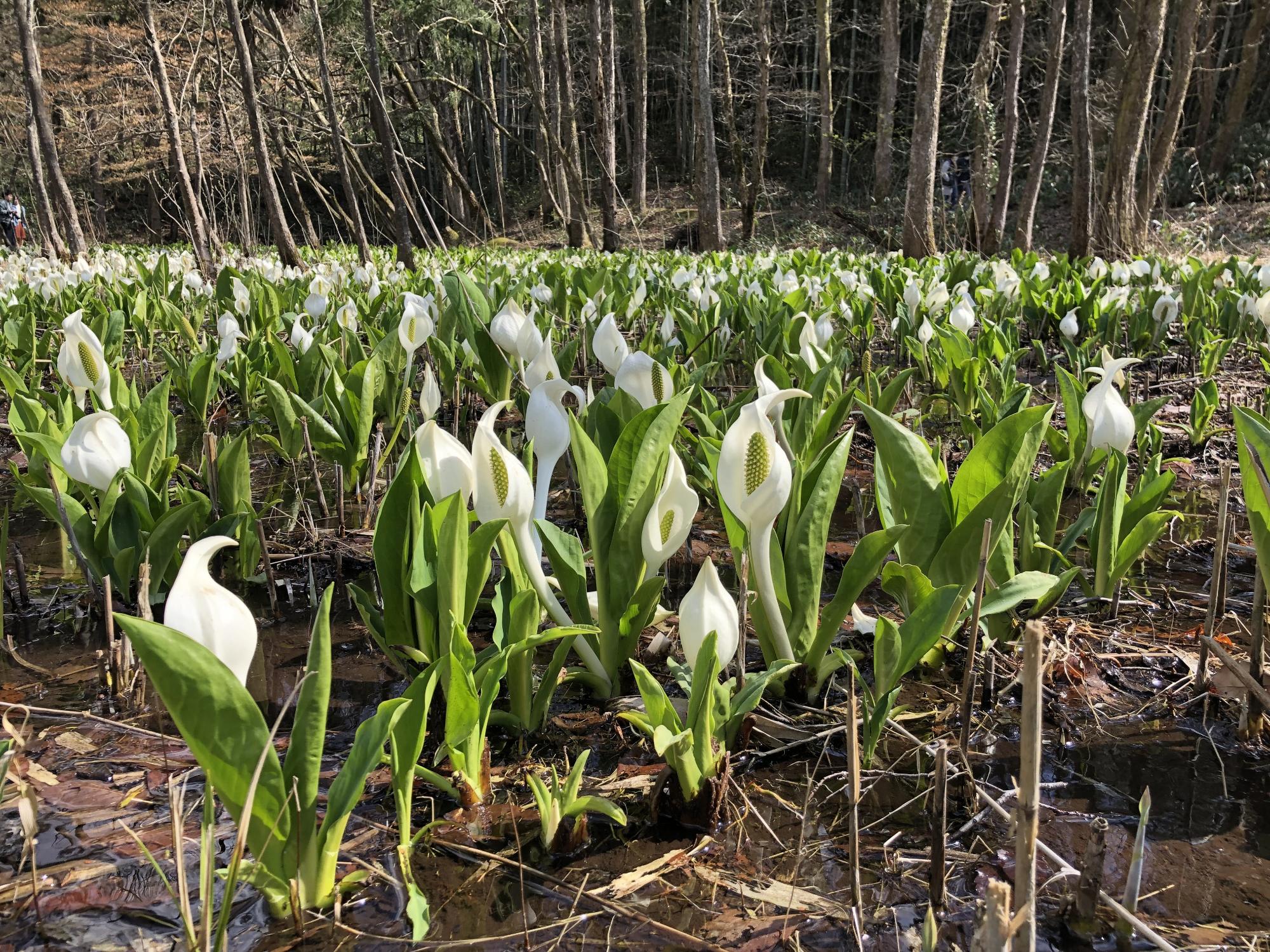 H31.4.6水芭蕉