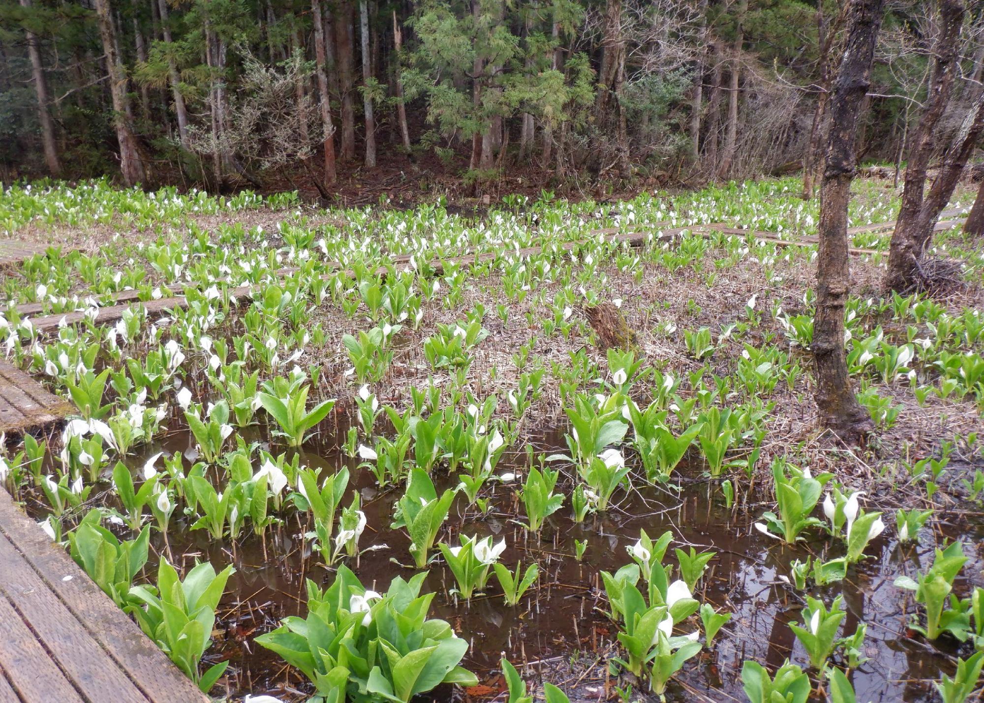 見頃の水芭蕉