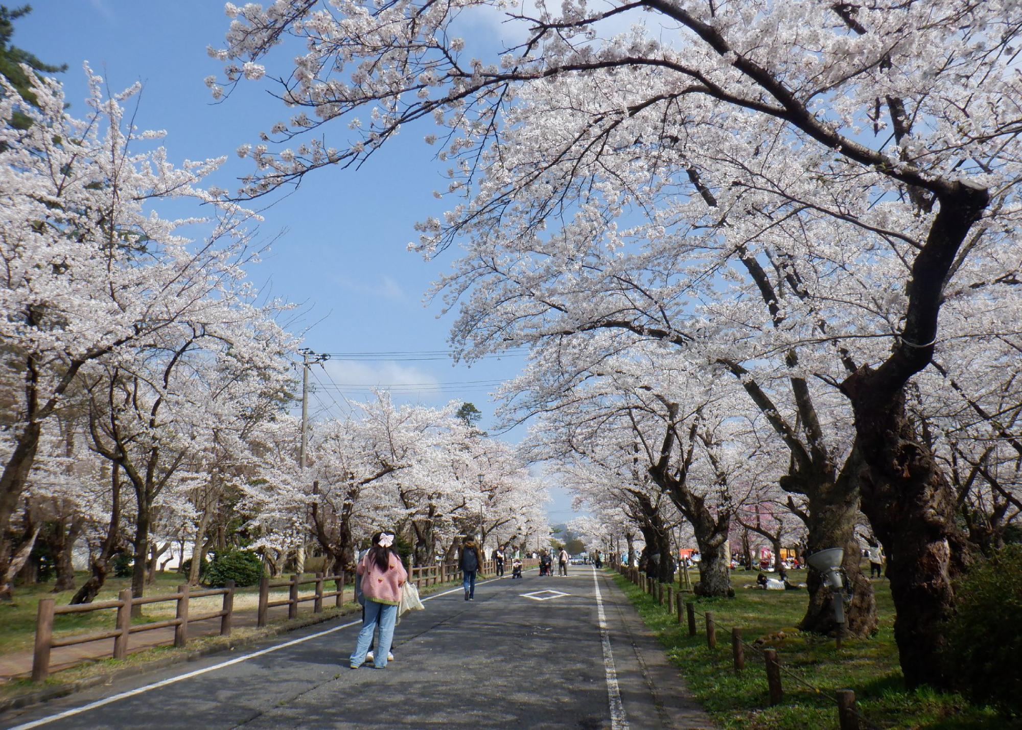 満開の村松公園の桜