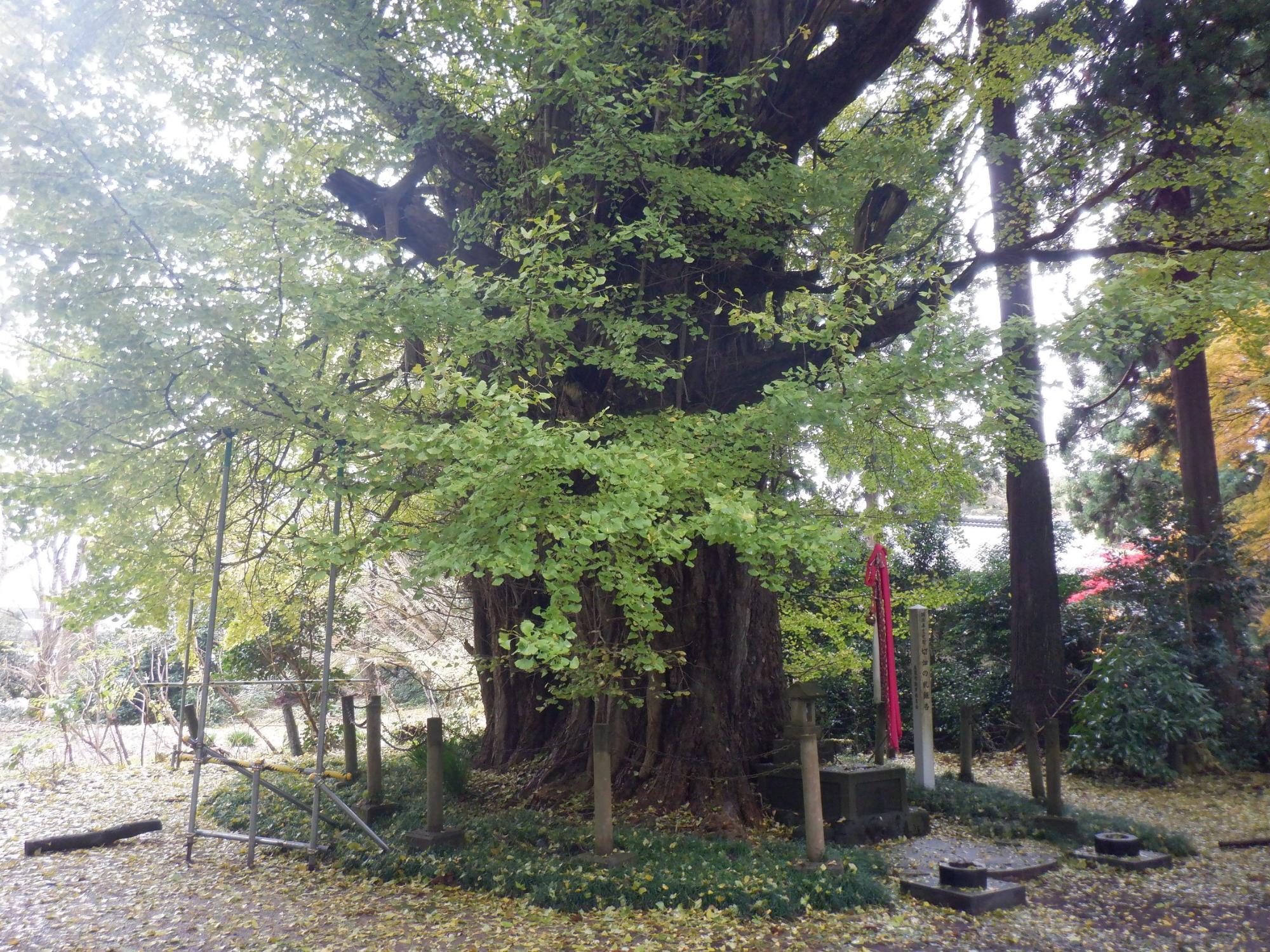 切畑の乳銀杏の写真