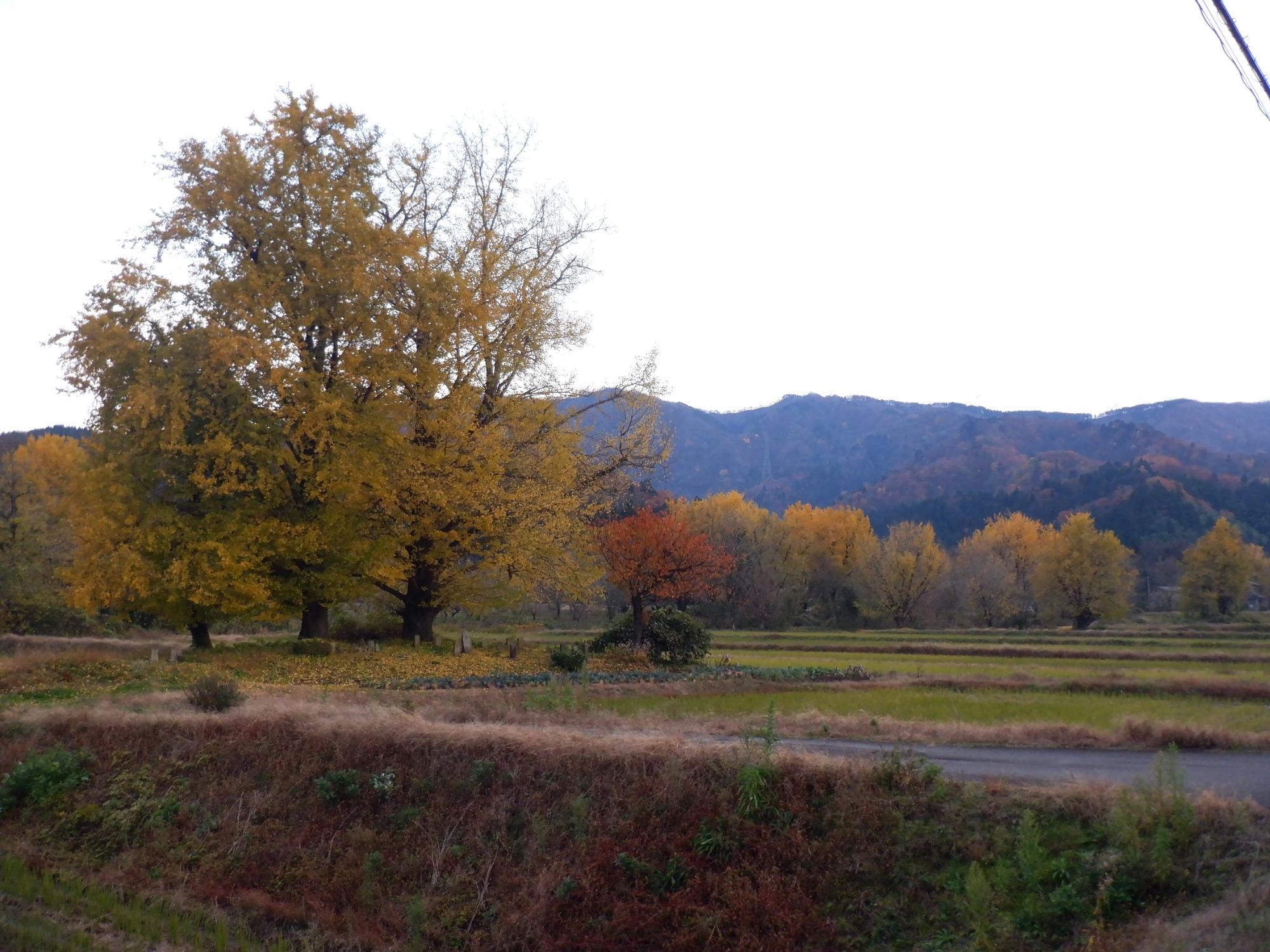 黄金の里の紅葉写真
