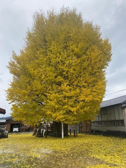 上郷屋オハツキイチョウ