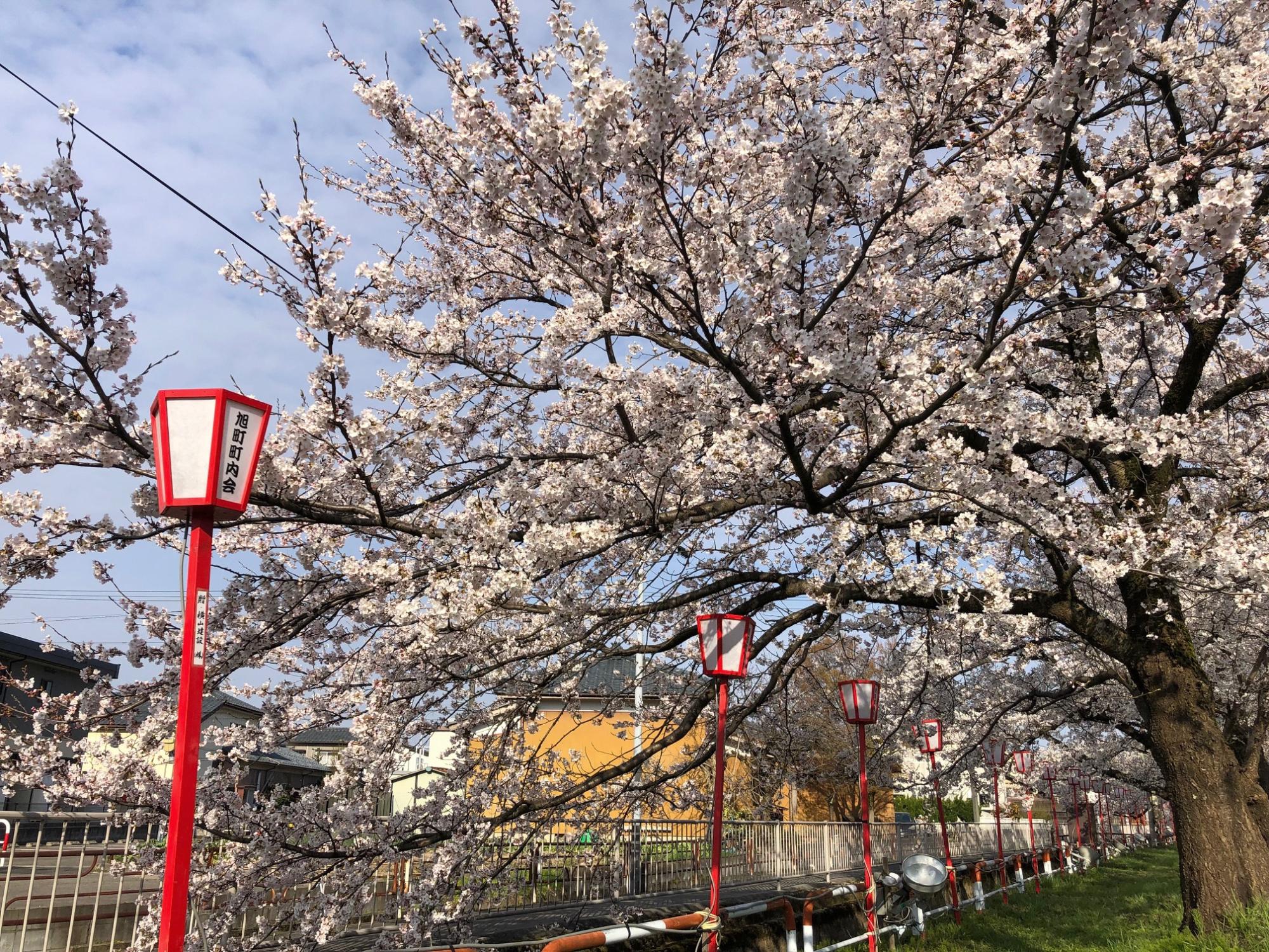 H31.4.14桜橋