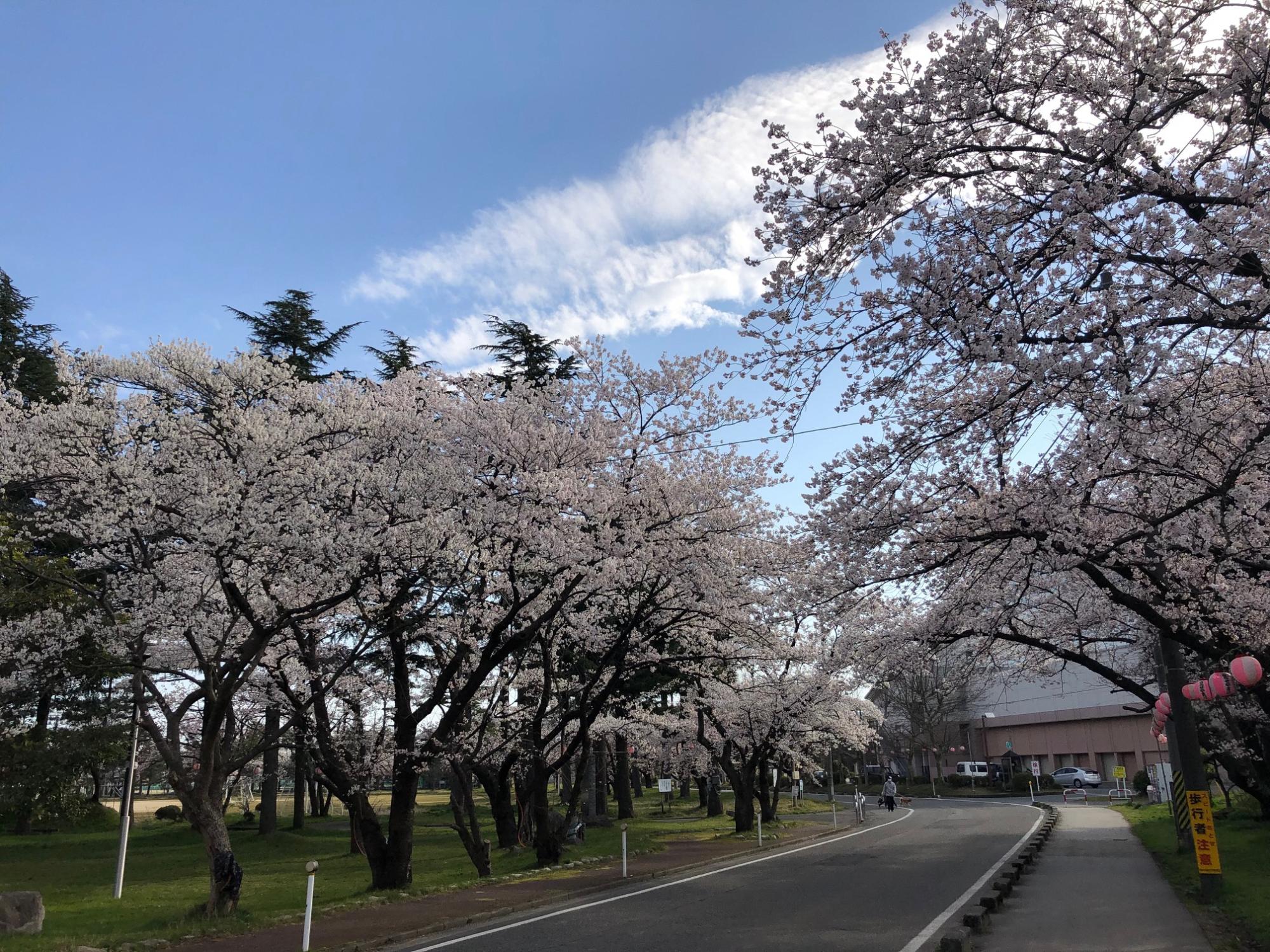 H31.4.14粟島公園