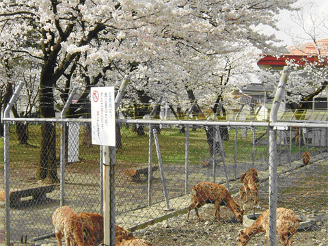 ふるさと会館にいる鹿達の写真