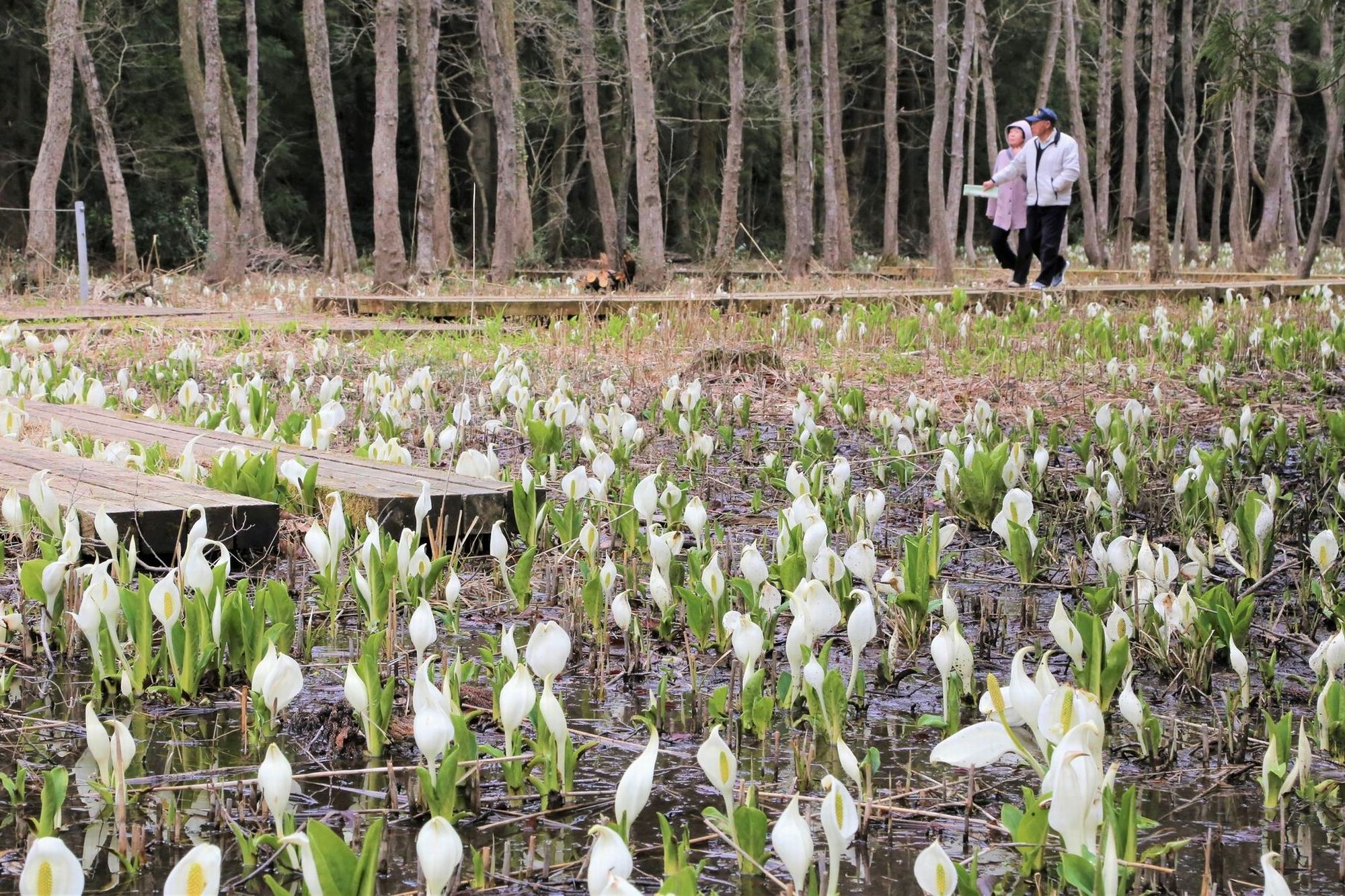 水芭蕉公園