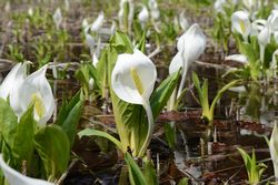 水芭蕉