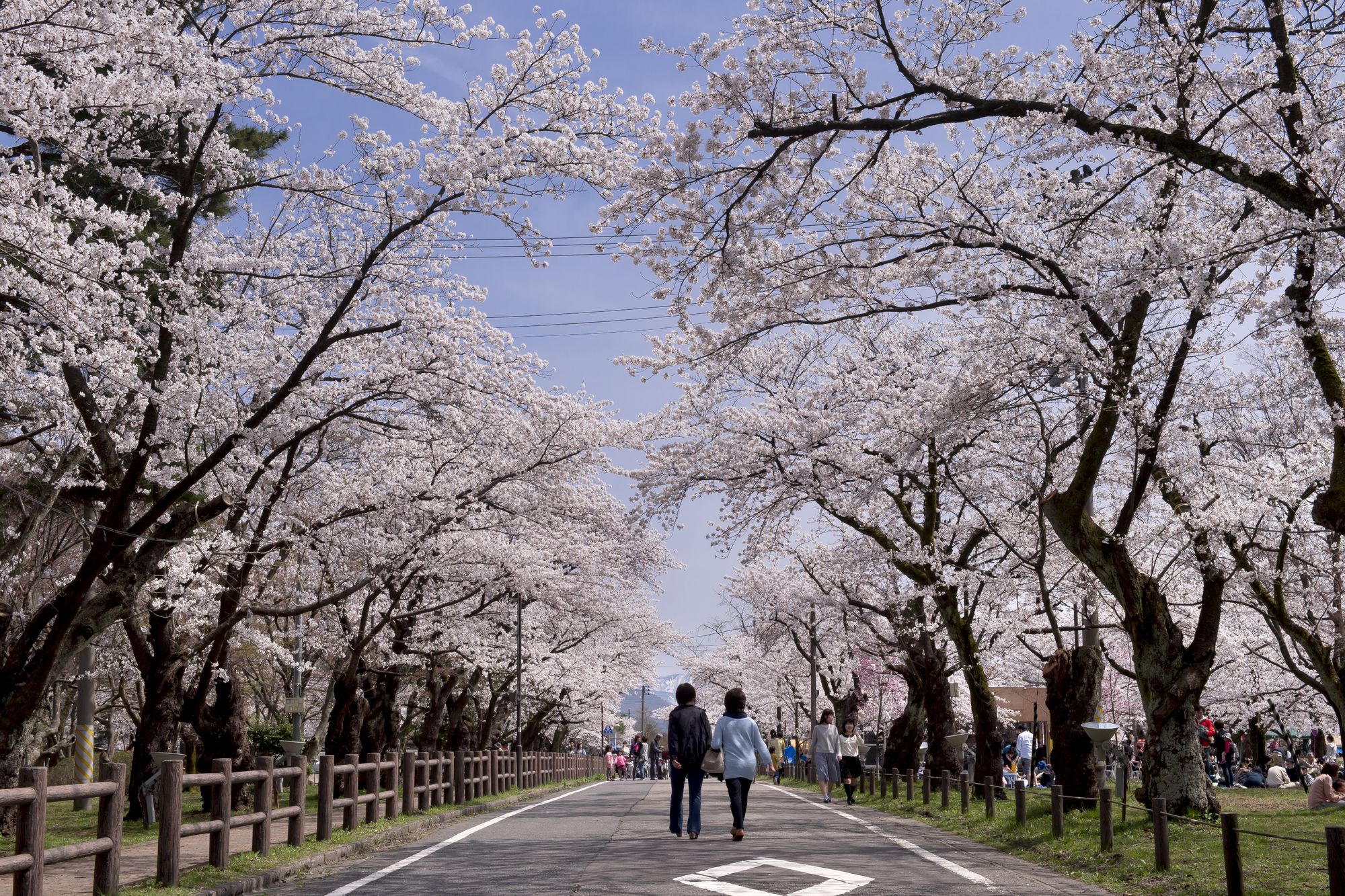 夜桜の写真