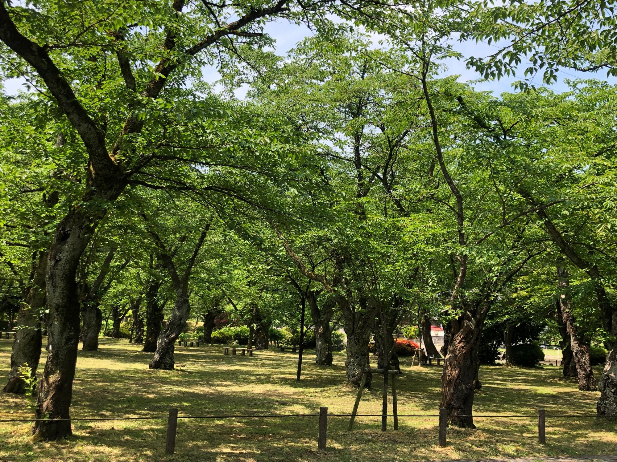 新緑の村松公園