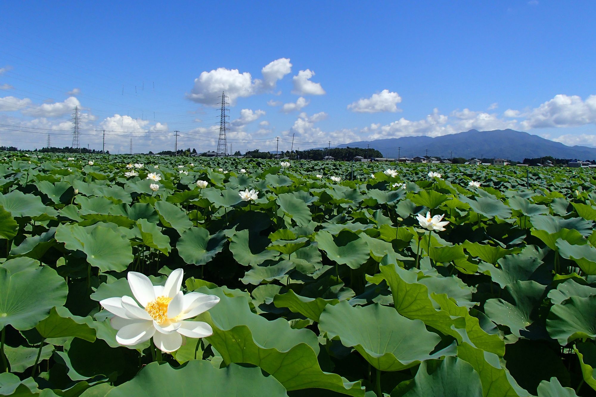 夏のはす田