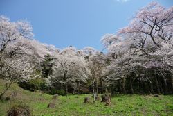 小山田彼岸桜