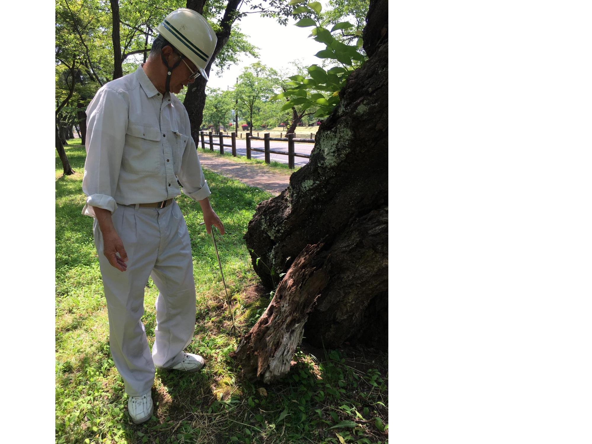 樹木医による調査