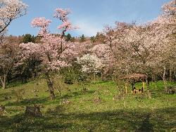 小山田ヒガンザクラ樹林