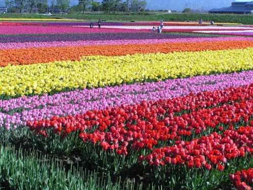 チューリップの花の摘み取りが終わった画像