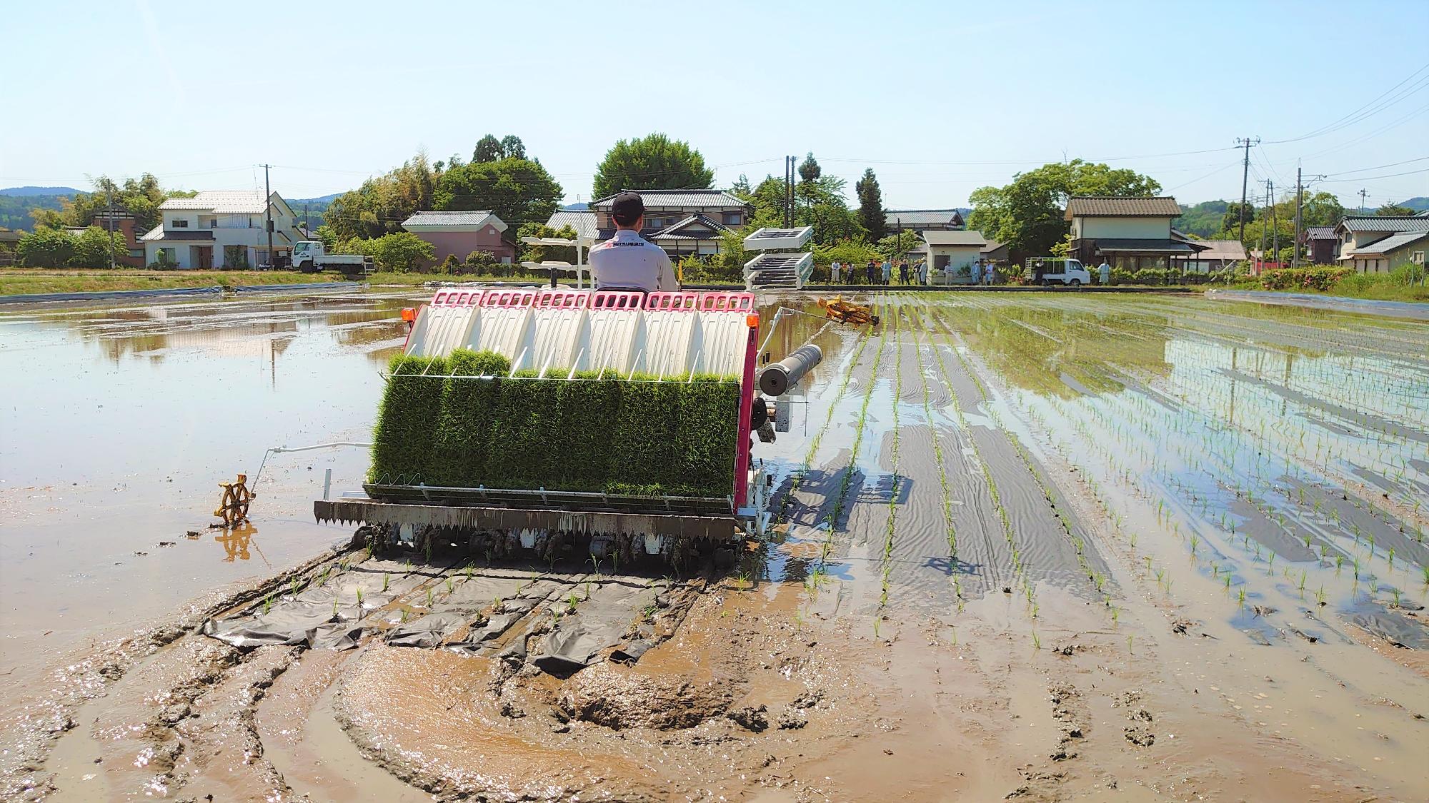 有機農業（田植え機）