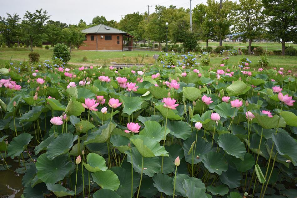 古代蓮が開花している様子