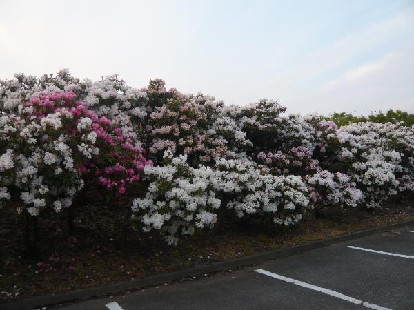 石楠花が咲いている写真