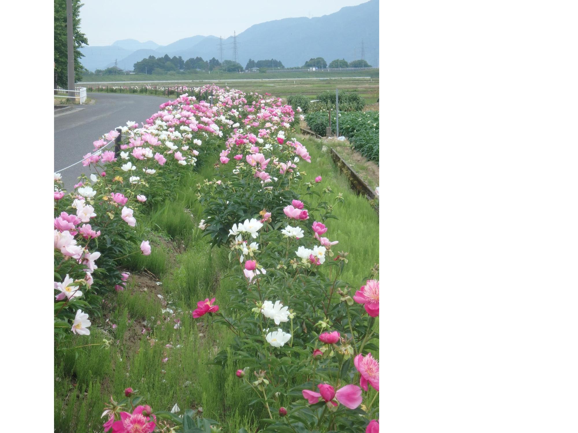 芍薬（しゃくやく）が並んでいる様子の写真