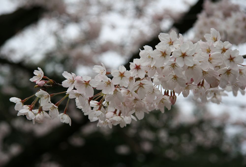 桜サブ画像