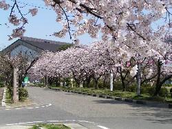 粟島公園の桜・桜橋の桜並木の写真