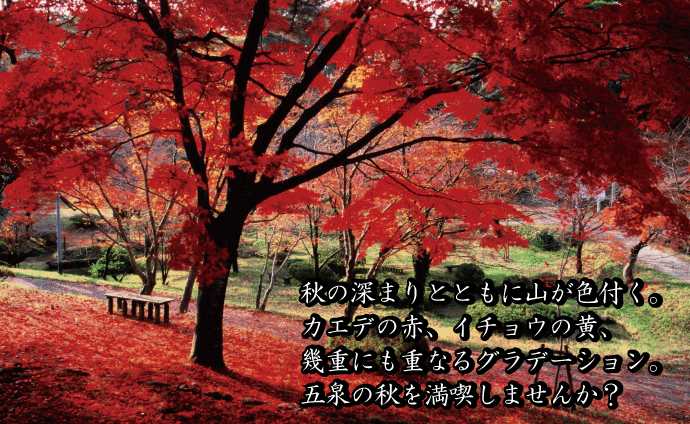 秋の深まりとともに山が色付く。楓の赤、イチョウの黄、幾重にも重なるグラデーション。五泉の秋を満喫しませんか？