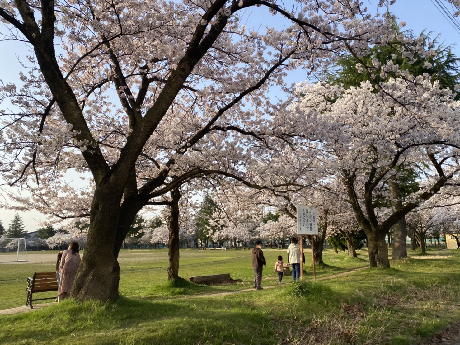 04 粟島公園桜(R4.4.10)