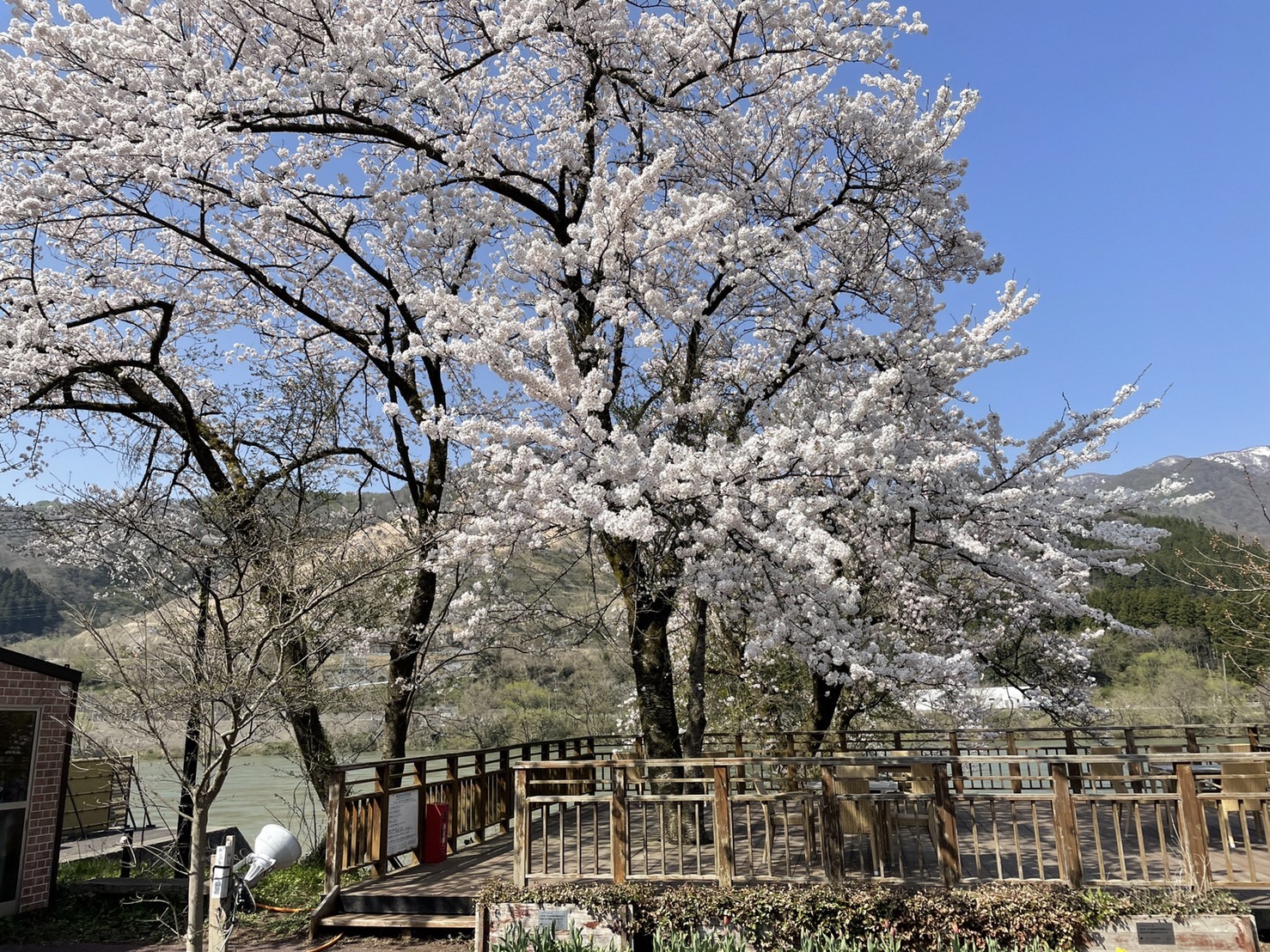 05 咲花温泉桜(R4.4.12)