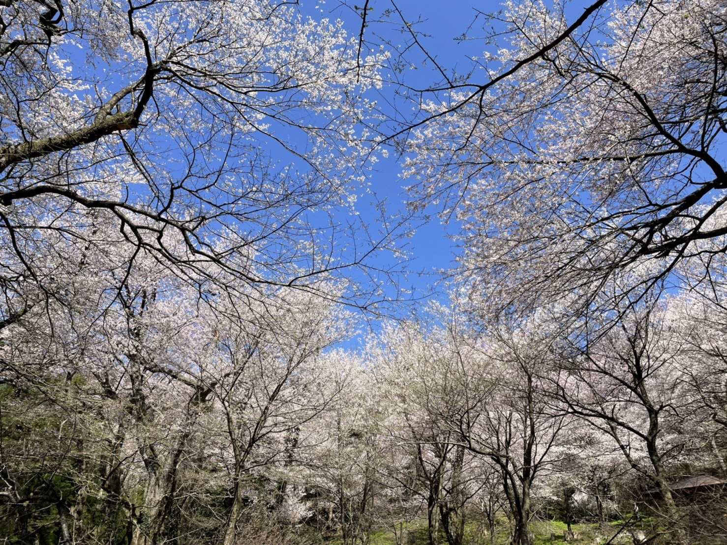 06 小山田彼岸桜(R5.4.1)