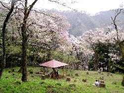 小山田彼岸桜樹林の写真