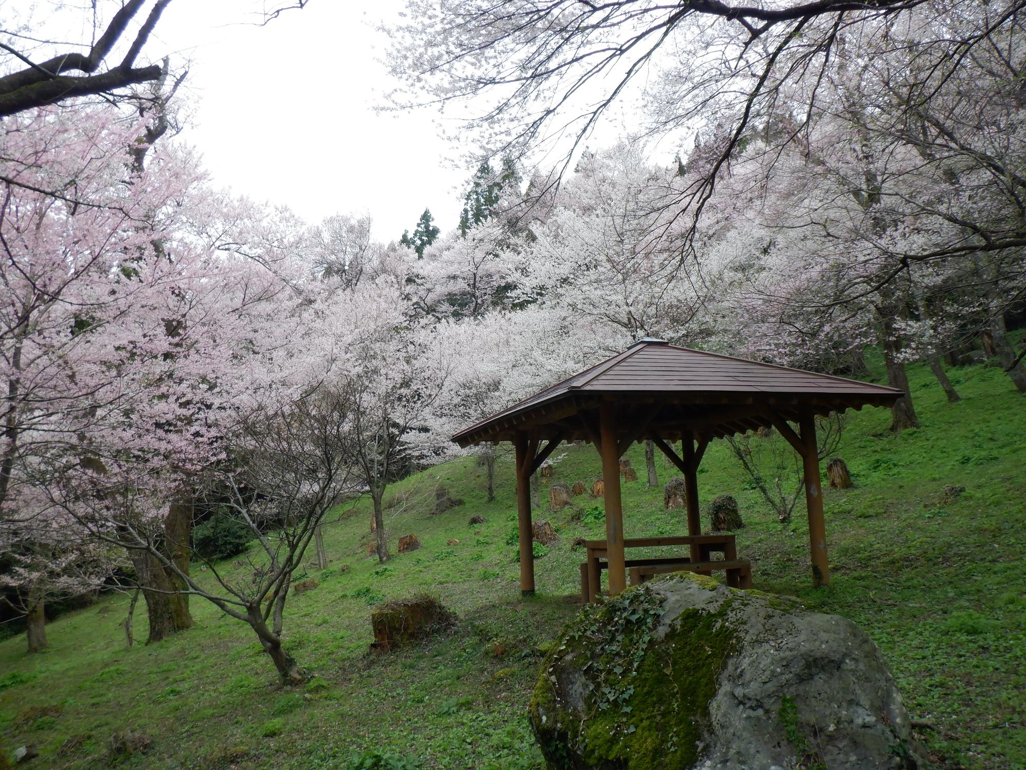 06 小山田彼岸桜(R2.4.7)