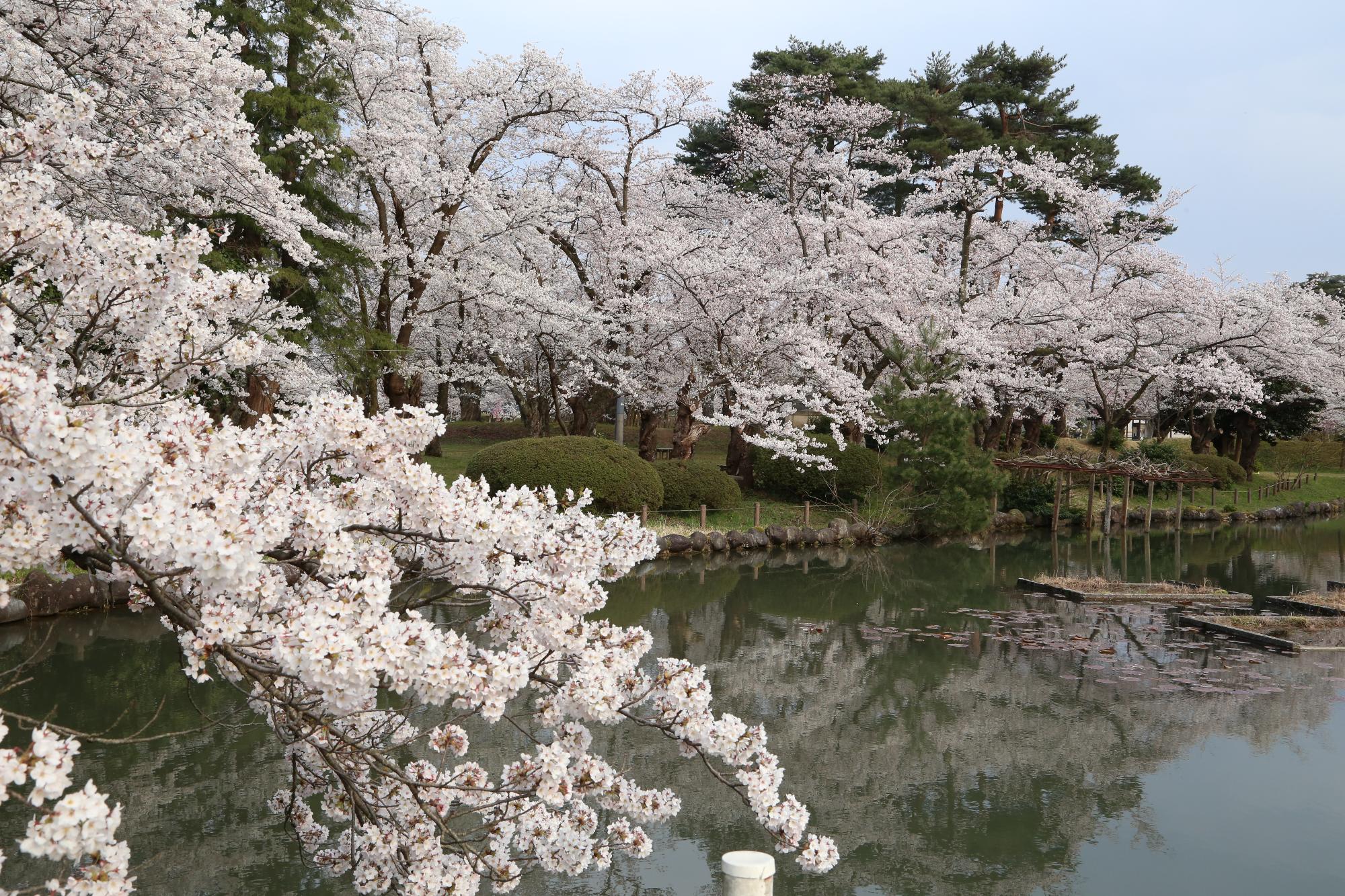 07 村松公園桜(R2.4.8)
