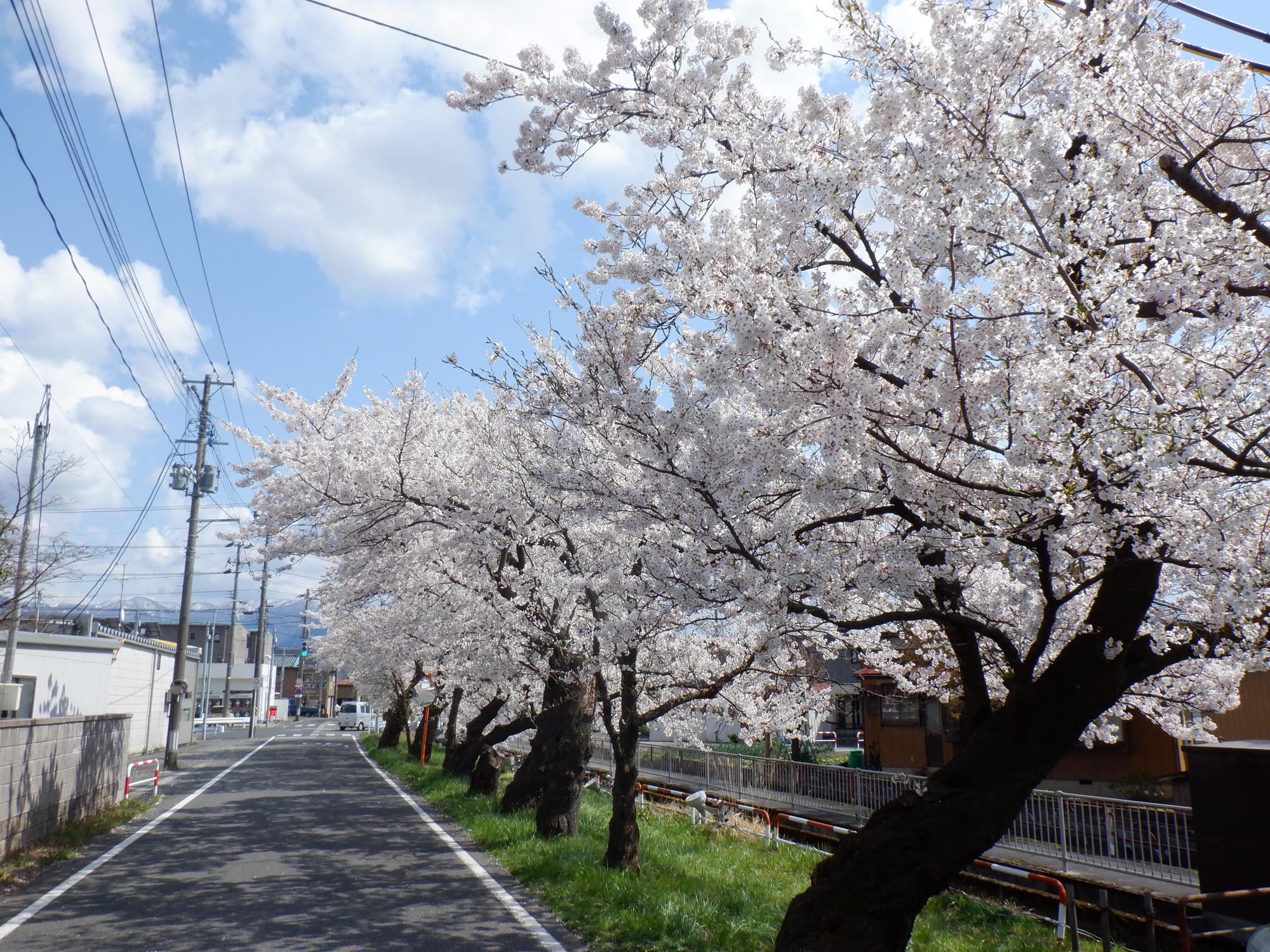 03 桜橋桜(R2.4.9)