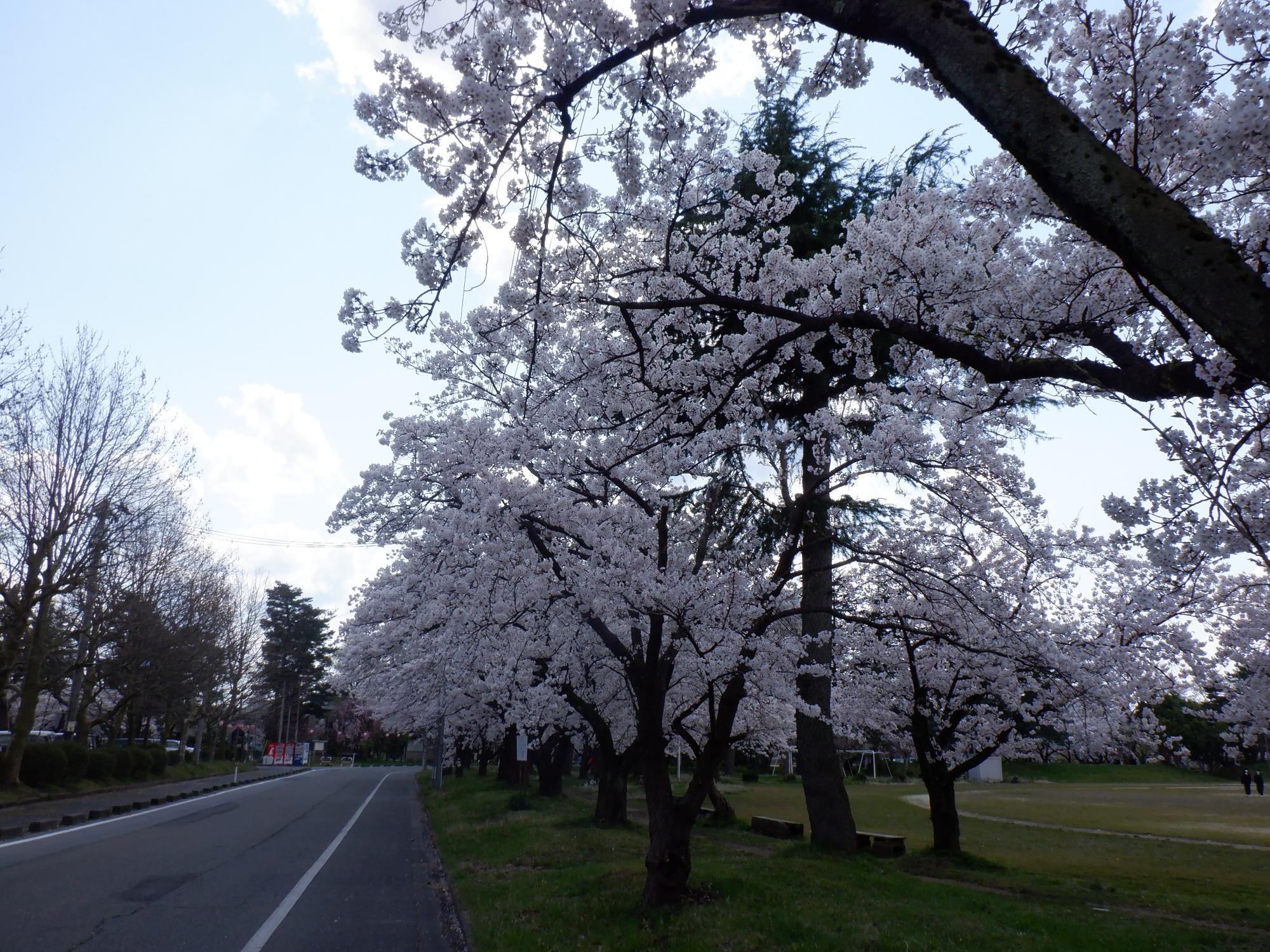 04 粟島公園桜(R2.4.9)