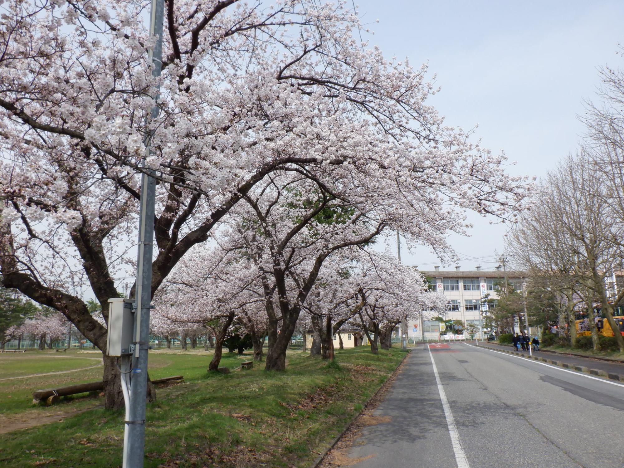 04 粟島公園桜(R3.3.30)