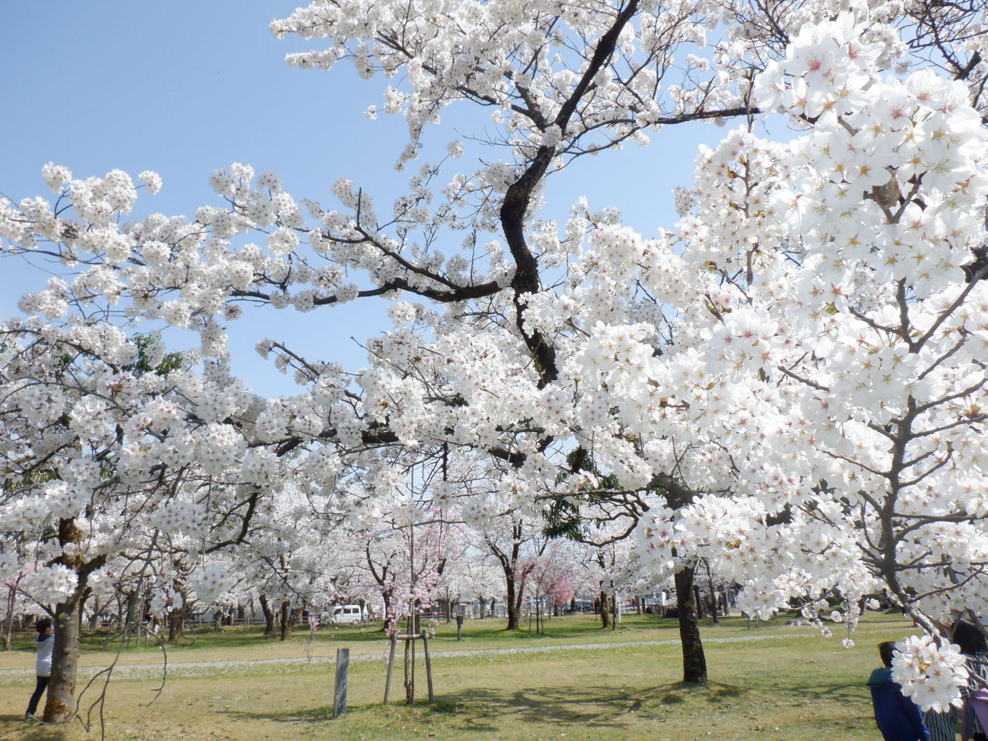 07 村松公園桜(R3.4.7)