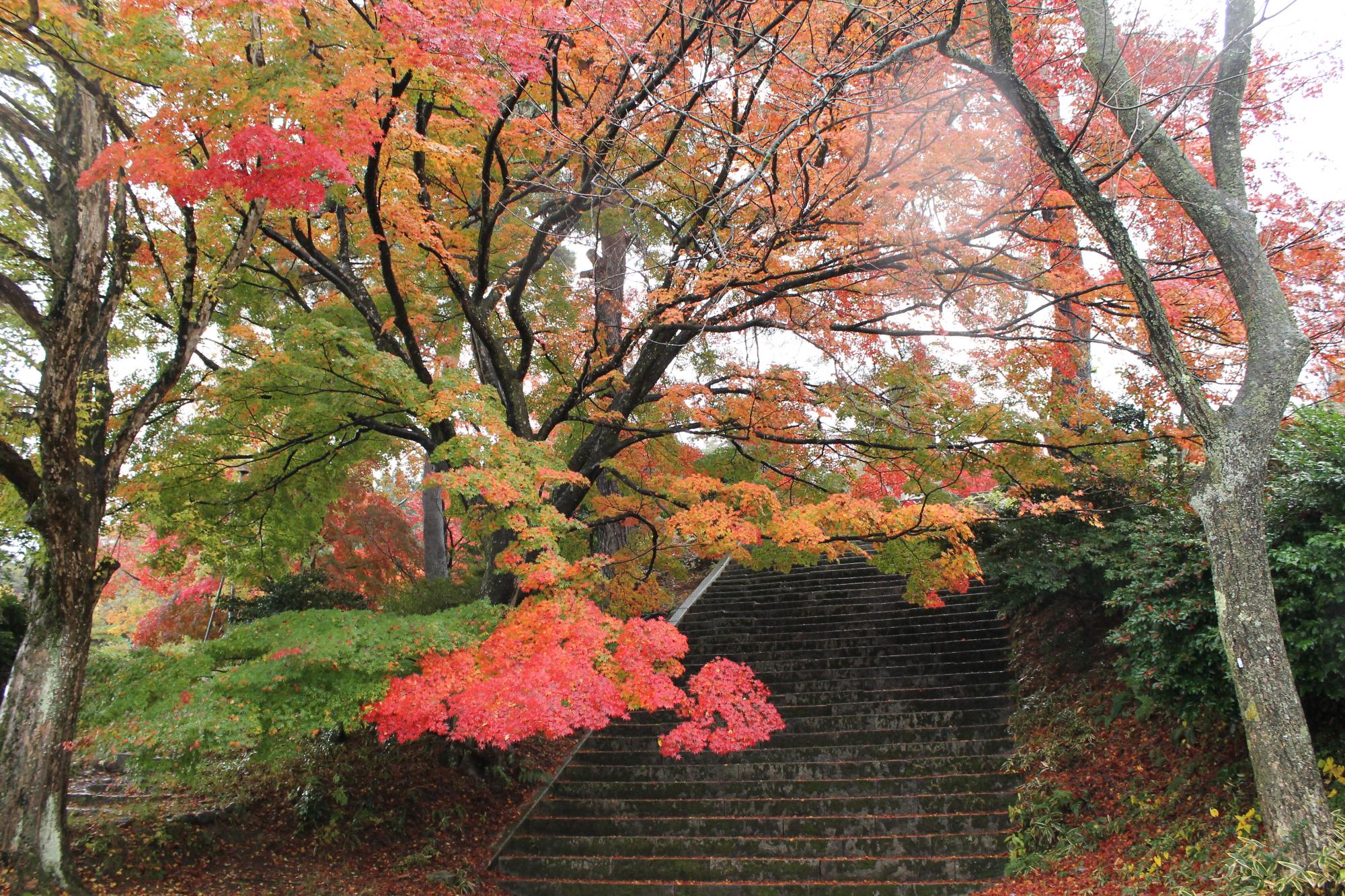 村松公園の紅葉写真