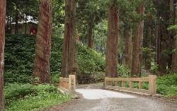慈光寺・杉並木の写真