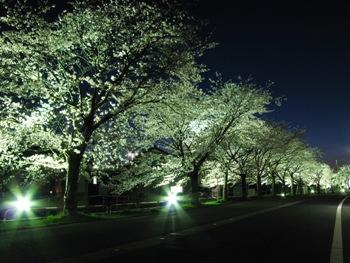 夜桜の写真