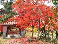 村松公園の紅葉の写真