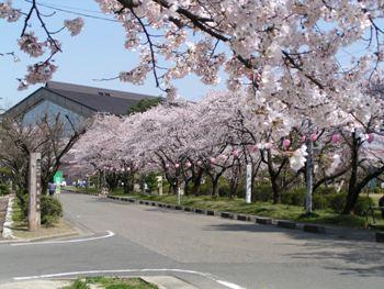 粟島公園の桜の写真