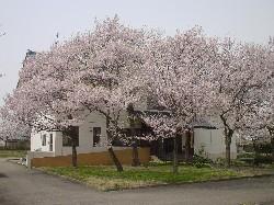 城跡公園の桜の写真