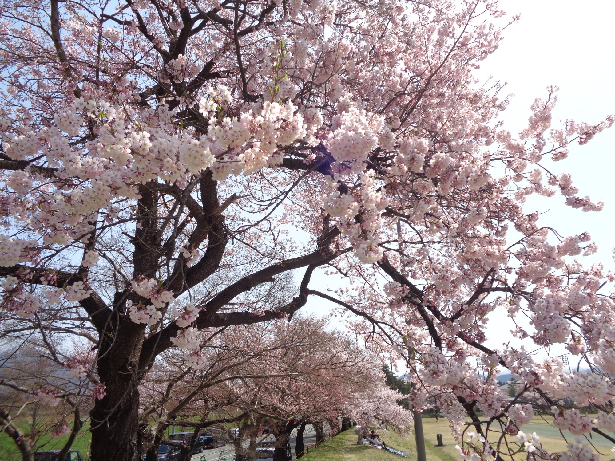 07 村松公園桜(R4.4.10)