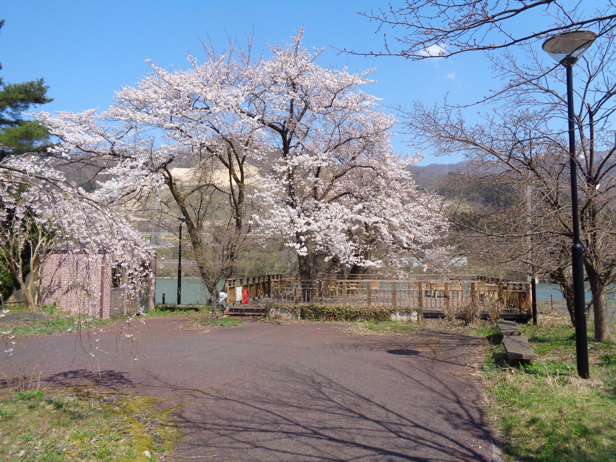 05 咲花温泉桜(R5.4.2)