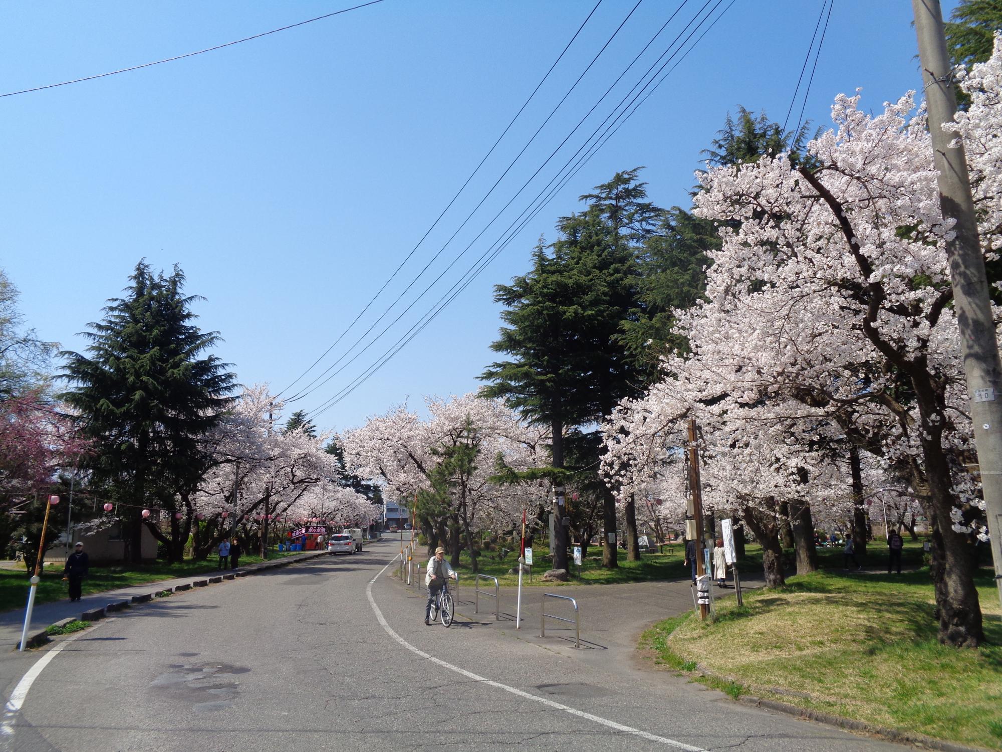 04 粟島公園桜(R5.4.2)