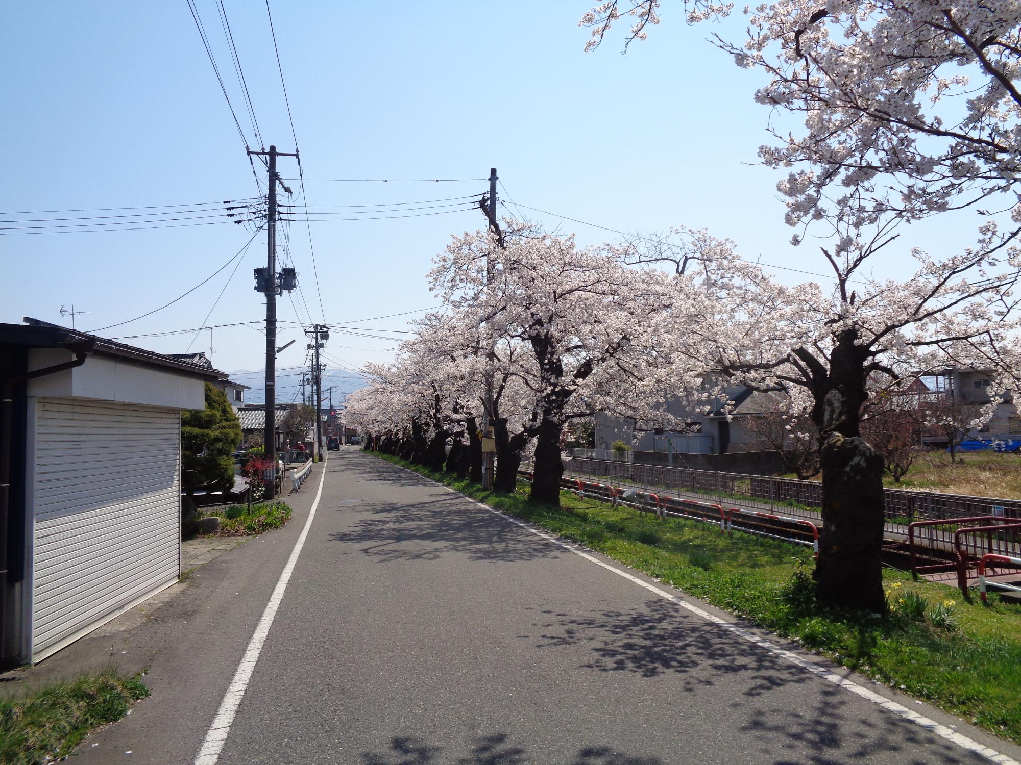 03 桜橋桜(R5.4.2)